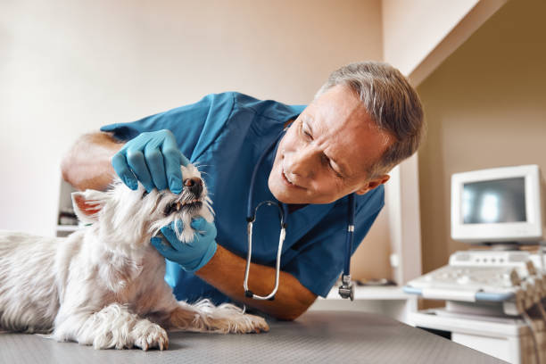 Best Emergency Dental Care for Trauma or Injury in Terra Bella, CA